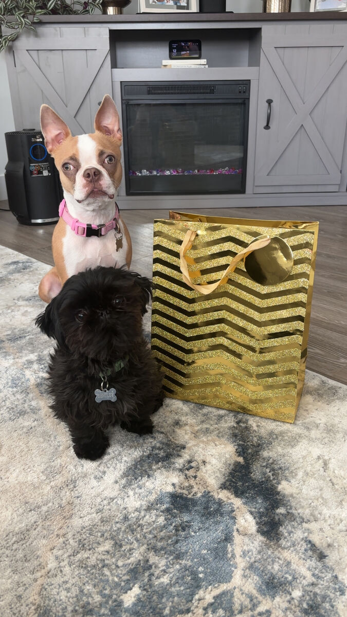 Imperial Shitzhu Stud