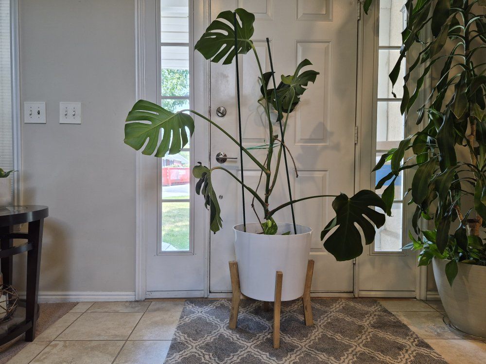 Large Monstera Deliciosa Plant in White Pot - Mature Healthy Houseplant