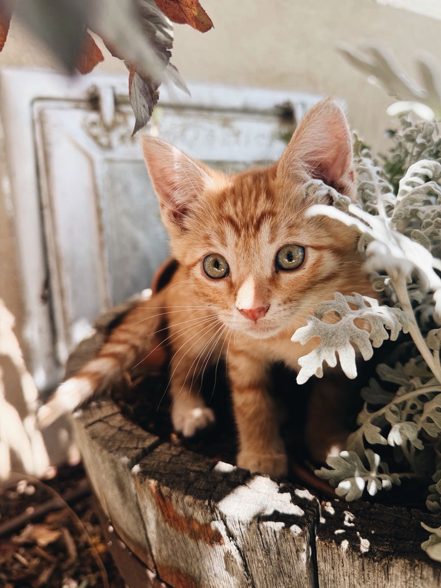 Kittens