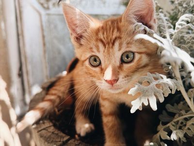 Kittens