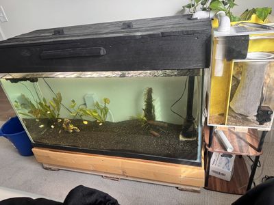 Complete 90-Gallon Planted Tank - Ready for Fish!