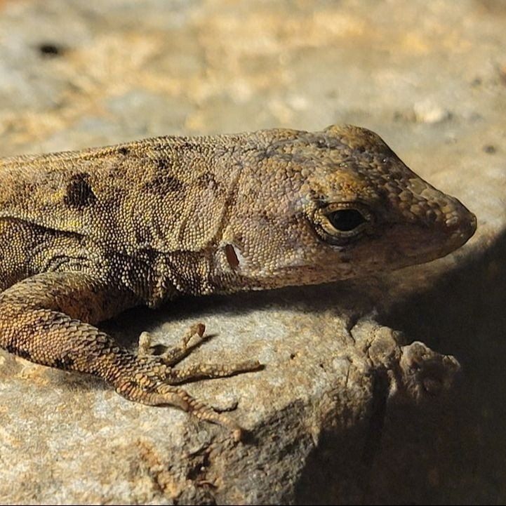 Aladar a Cute Male Brown Bahaman Anole