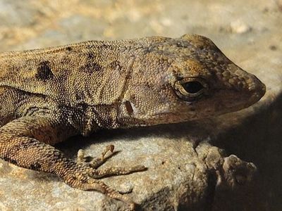 Aladar a Cute Male Brown Bahaman Anole