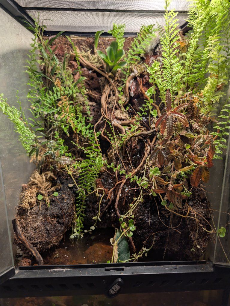 terrarium