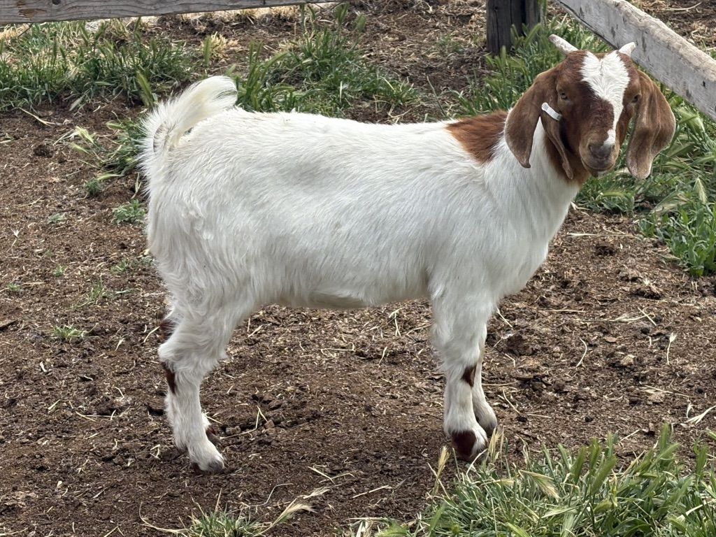 Boer Doe Dec Born