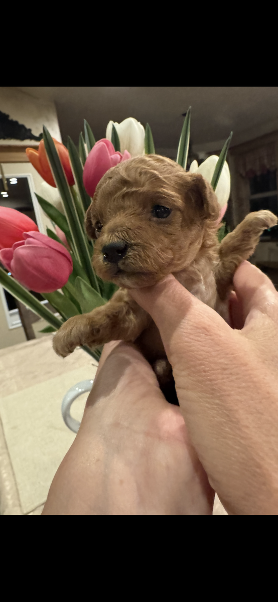 Gorgeous yorkiepoo puppies for sale