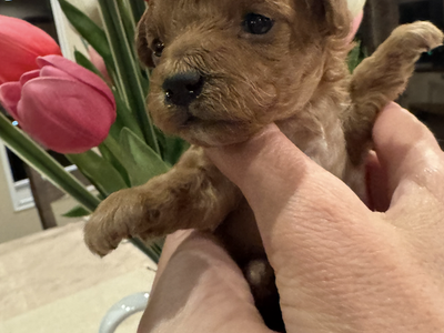Gorgeous yorkiepoo puppies for sale