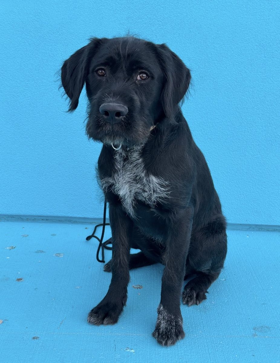 10mo German Wirehair/Cane Corso