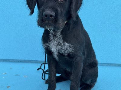 10mo German Wirehair/Cane Corso