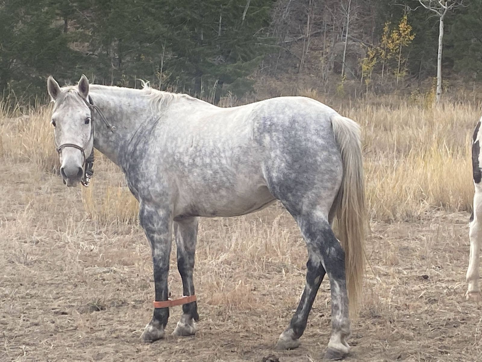 11 Year Old Gelding