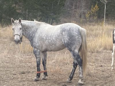 11 Year Old Gelding