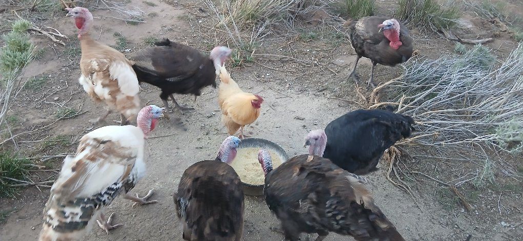 Tom Turkeys