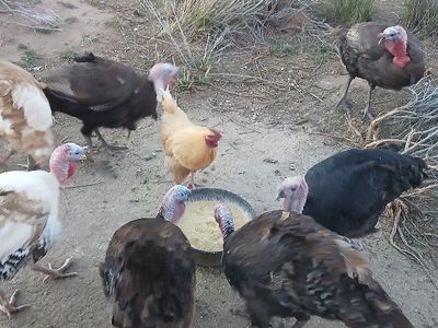 Tom Turkeys