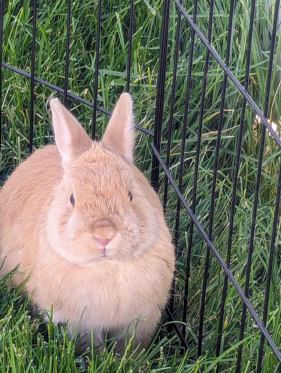 Male netherland dwarf bunny, neutered