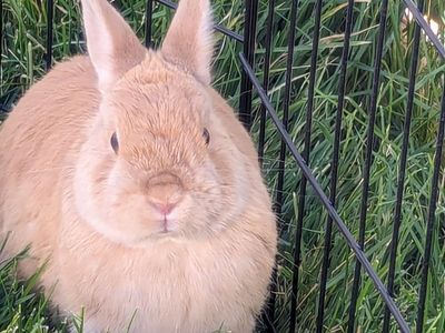 Male netherland dwarf bunny, neutered