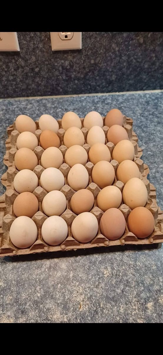 Free roaming fresh eggs