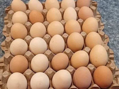 Free roaming fresh eggs