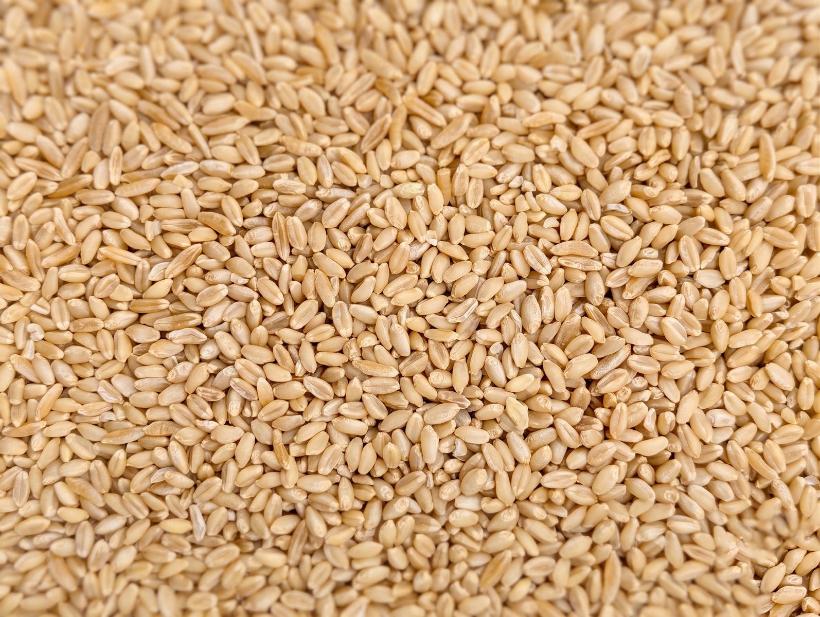 Hard White Organic Wheat Grain Berries - New Certified Organic White Wheat