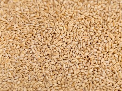 Hard White Organic Wheat Grain Berries - New Certified Organic White Wheat
