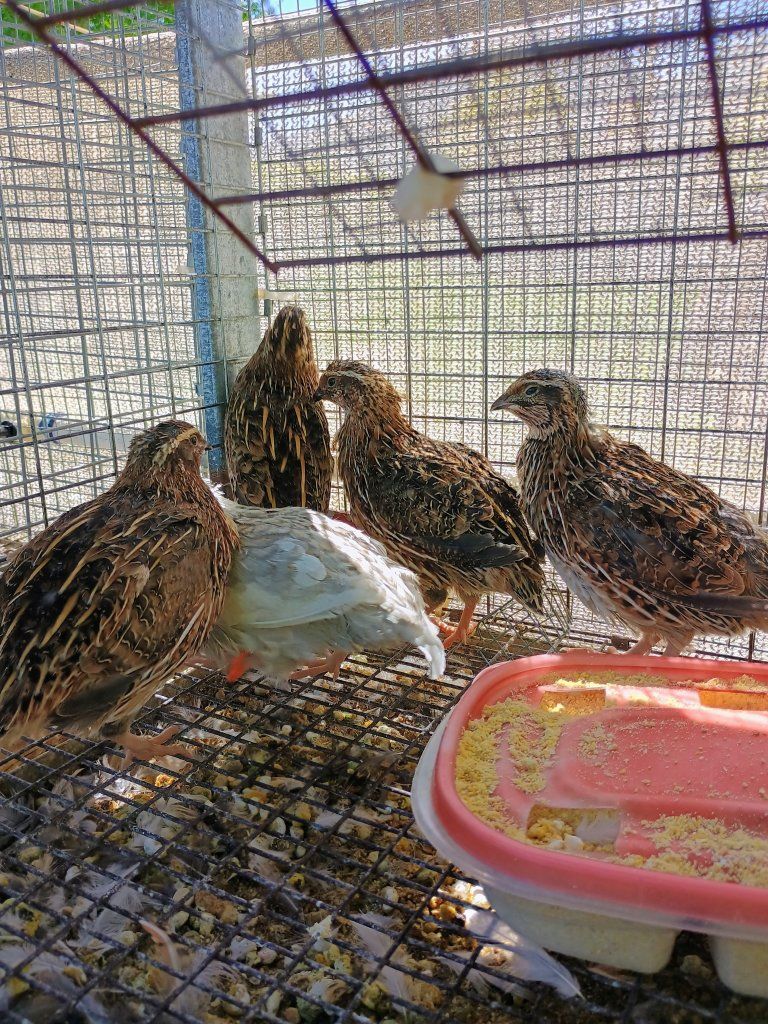 Male Corturnix quail.