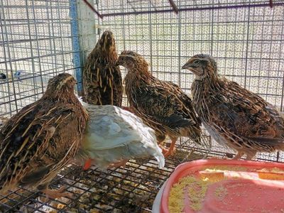 Male Corturnix quail.