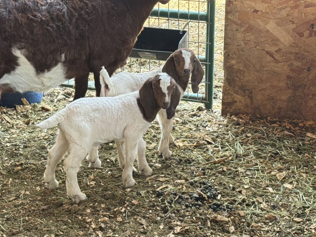 Looking For Unwanted Goats