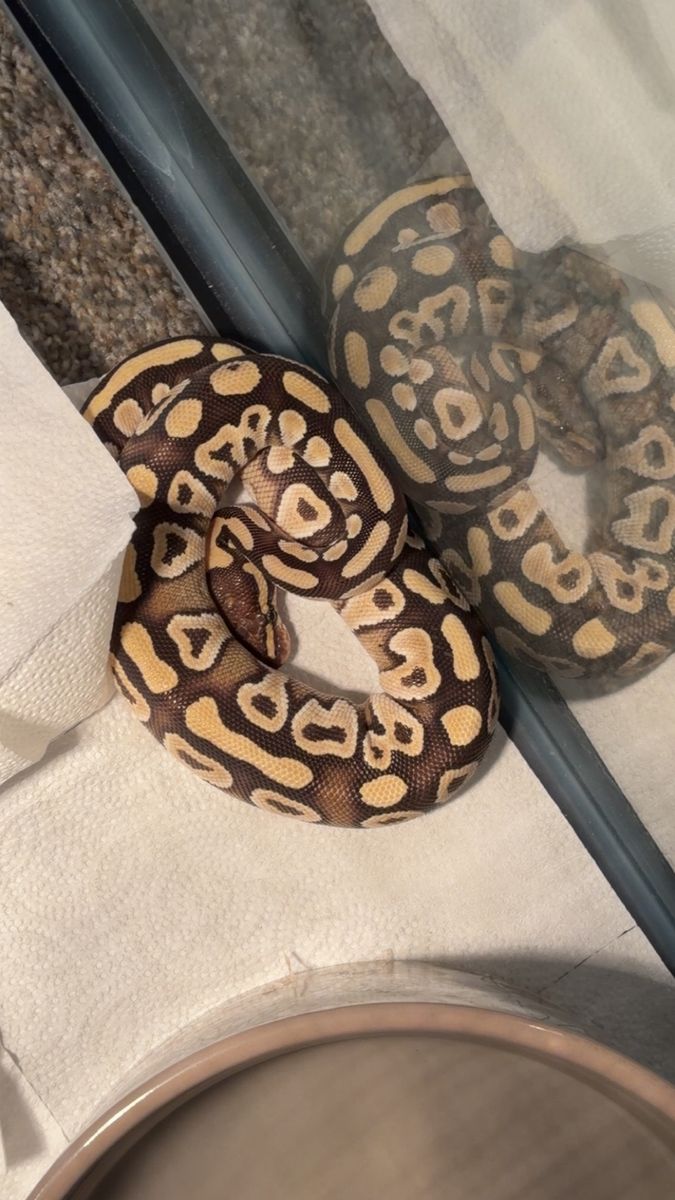 Baby Ball Python - Healthy and Vibrant Reptile for Your Home