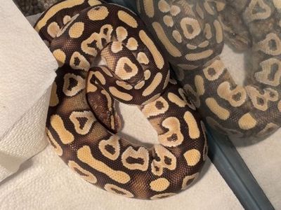 Baby Ball Python - Healthy and Vibrant Reptile for Your Home