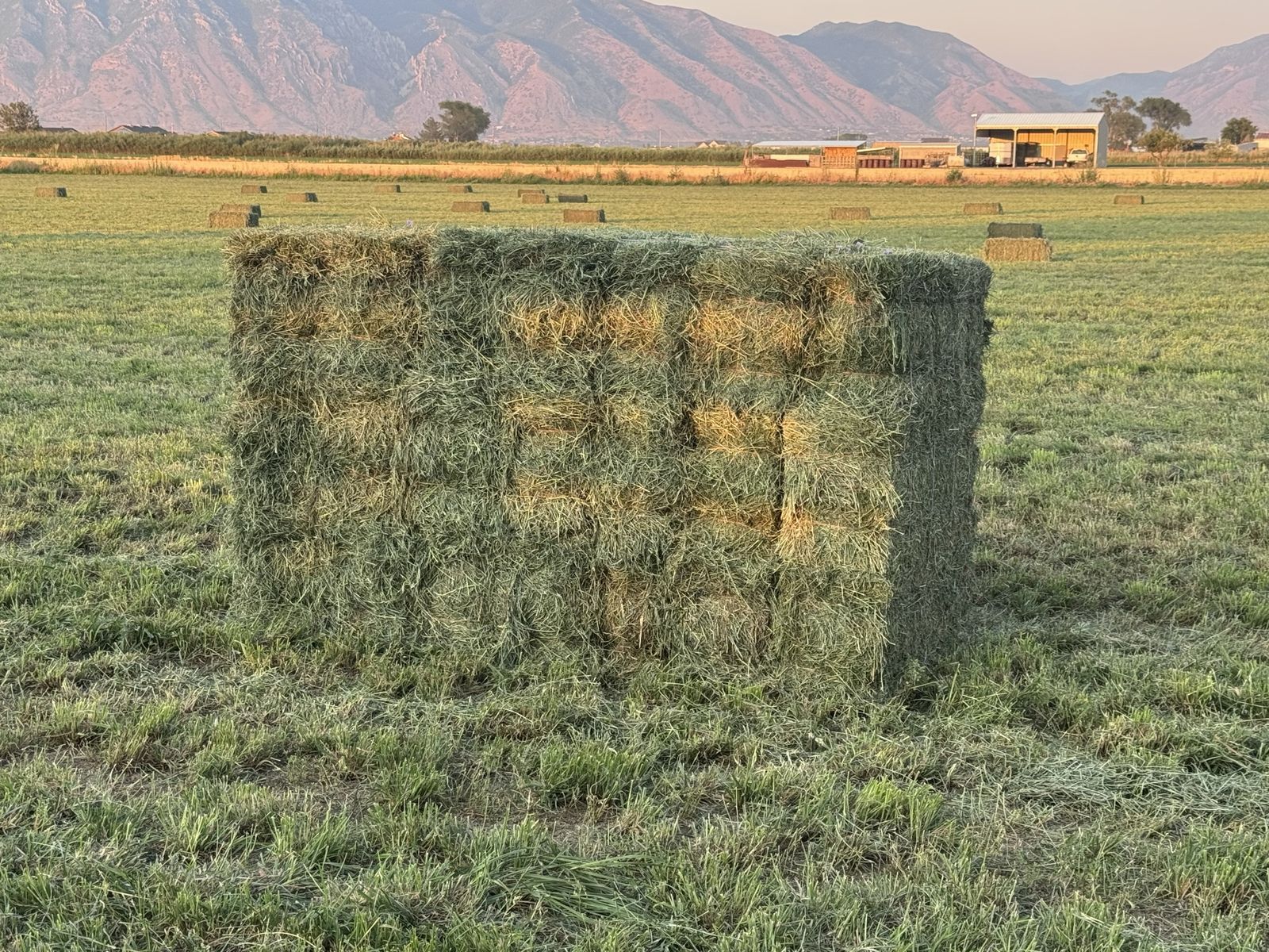 Fresh Grass Hay Bales - Farm Baled Feed for Livestock