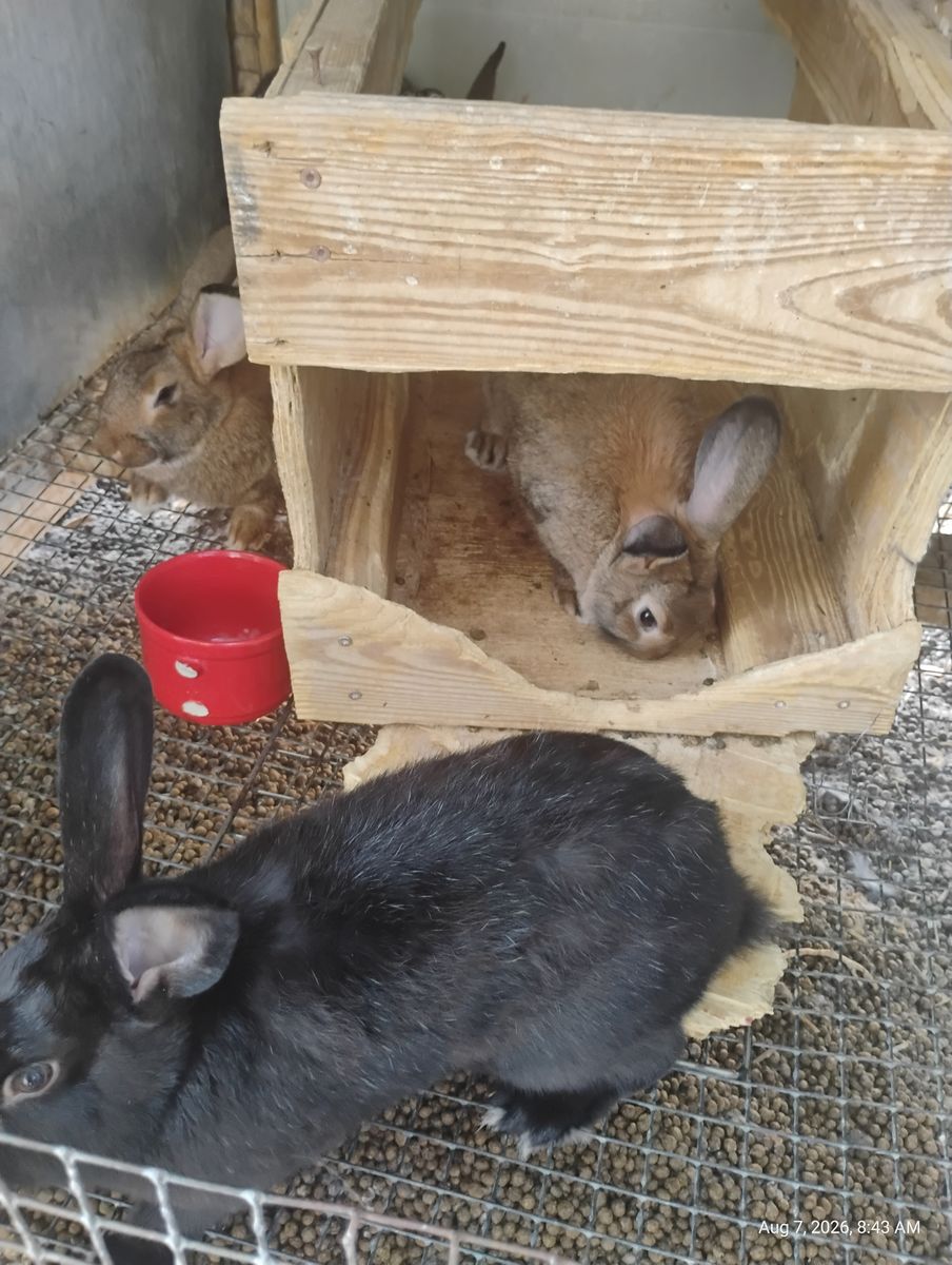 Part silverfox rabbits