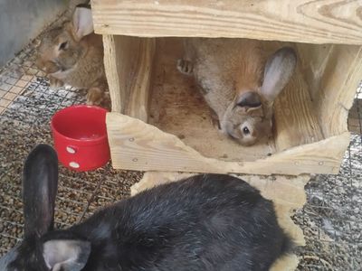 Part silverfox rabbits