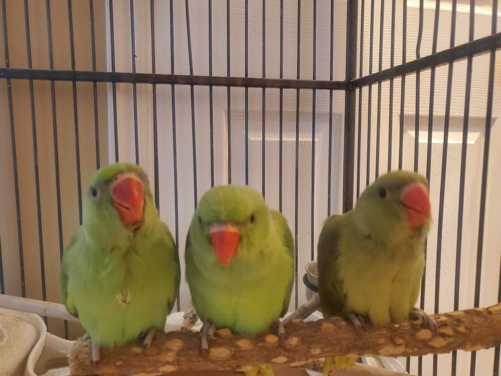 Handfed baby Indian Ring Neck Parakeets