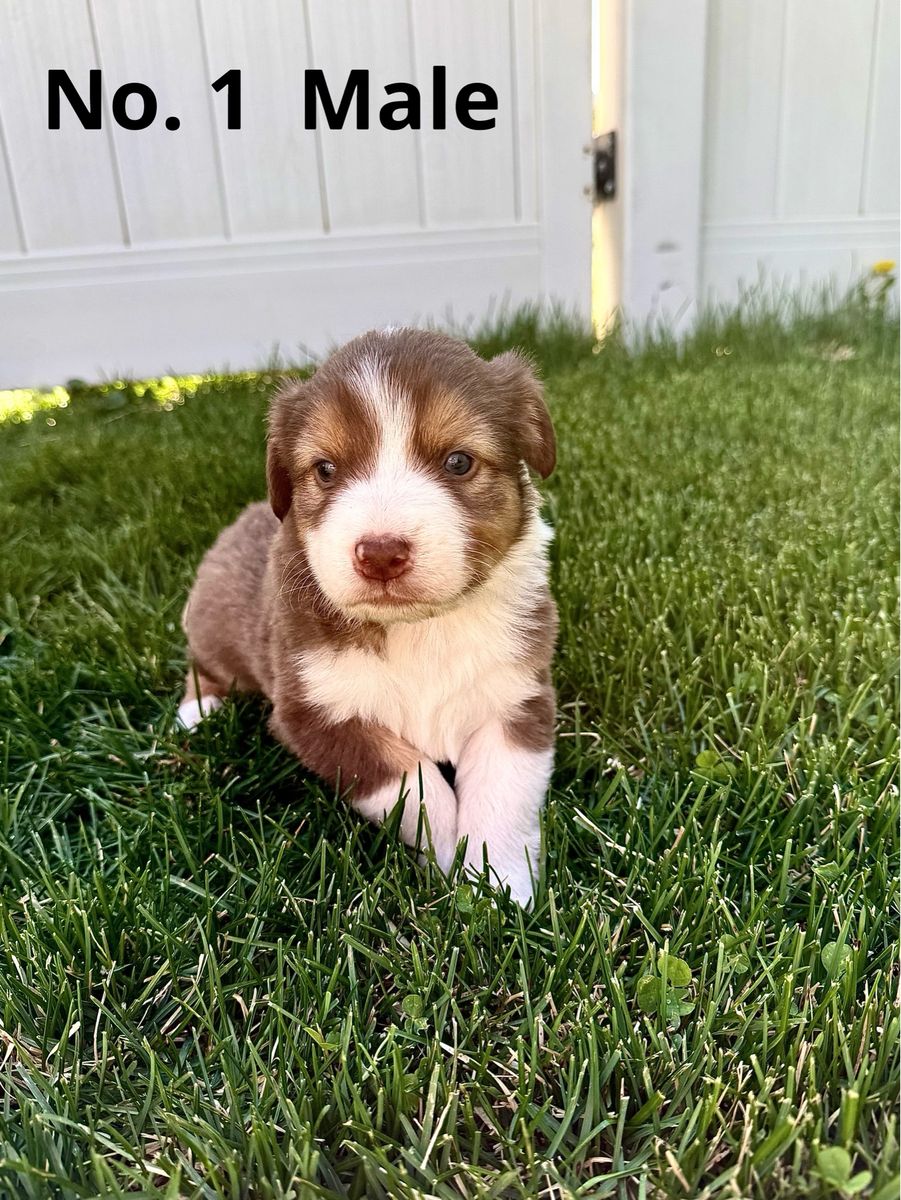 Australian shepherd pups