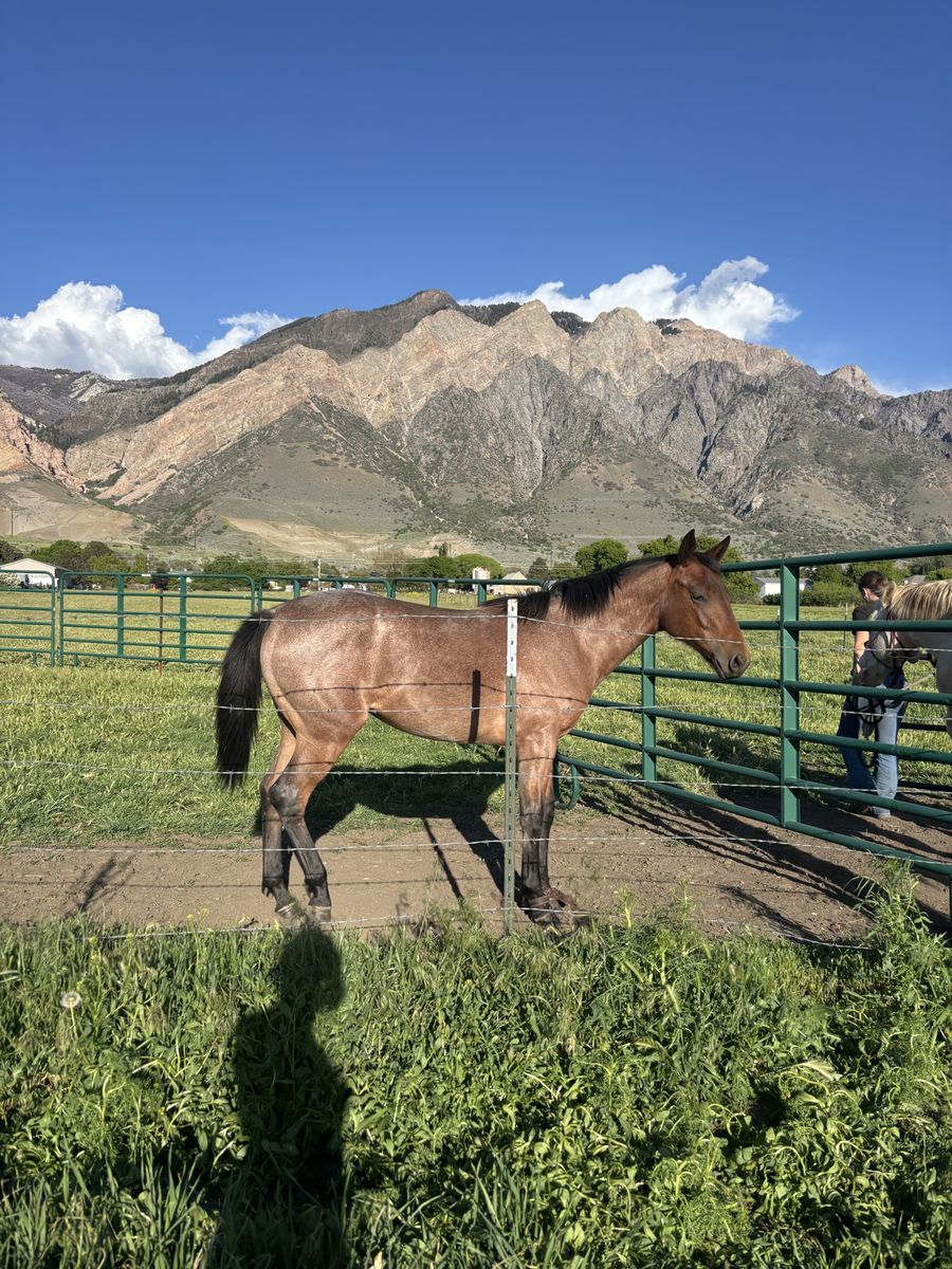 2025 bay roan filly