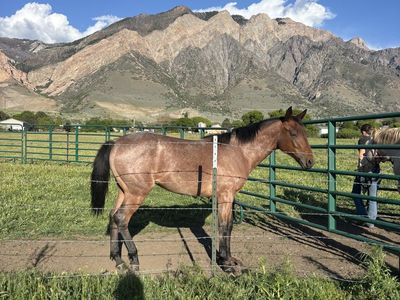 2025 bay roan filly