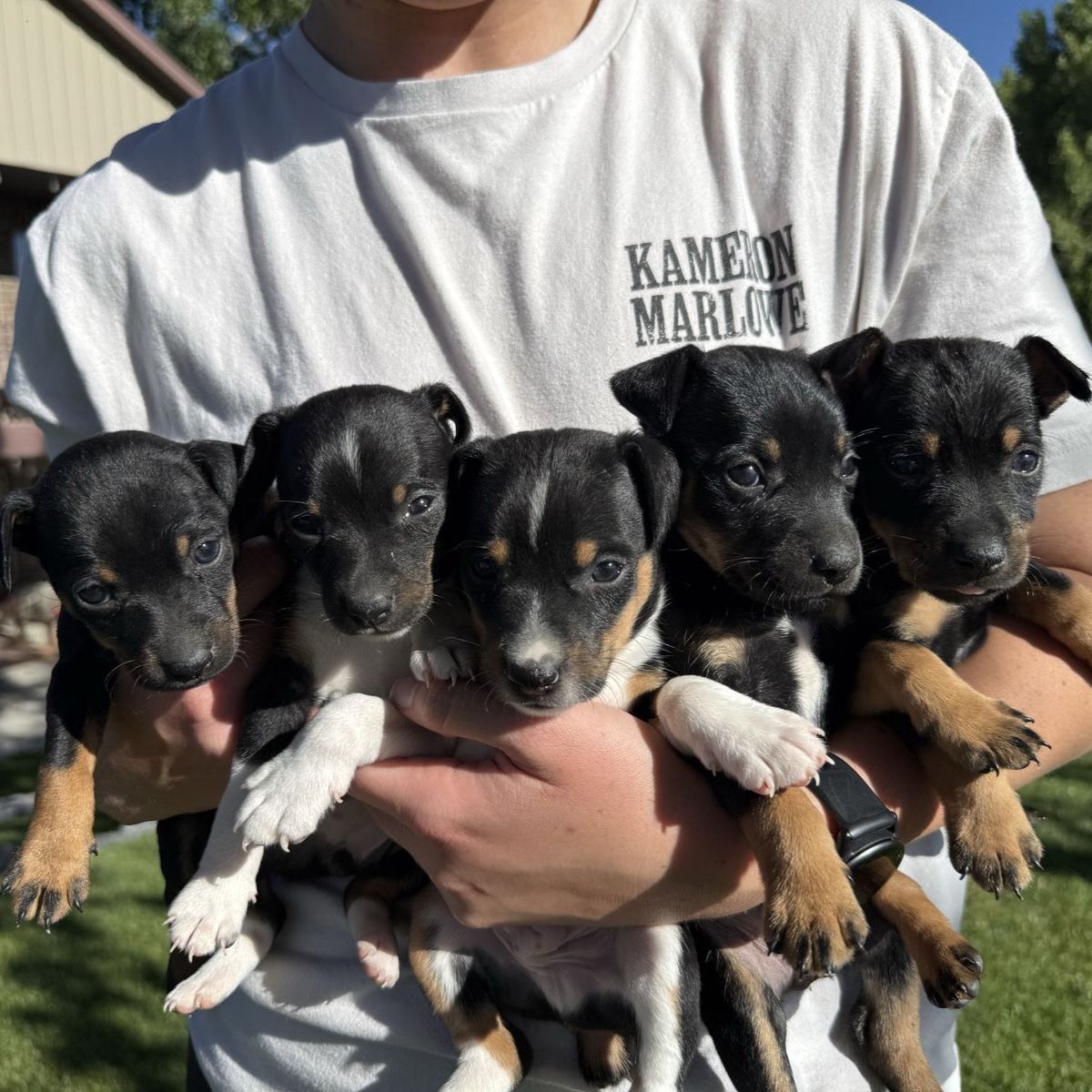 UKCI REGISTERED Rat Terrier puppies