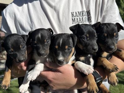 UKCI REGISTERED Rat Terrier puppies