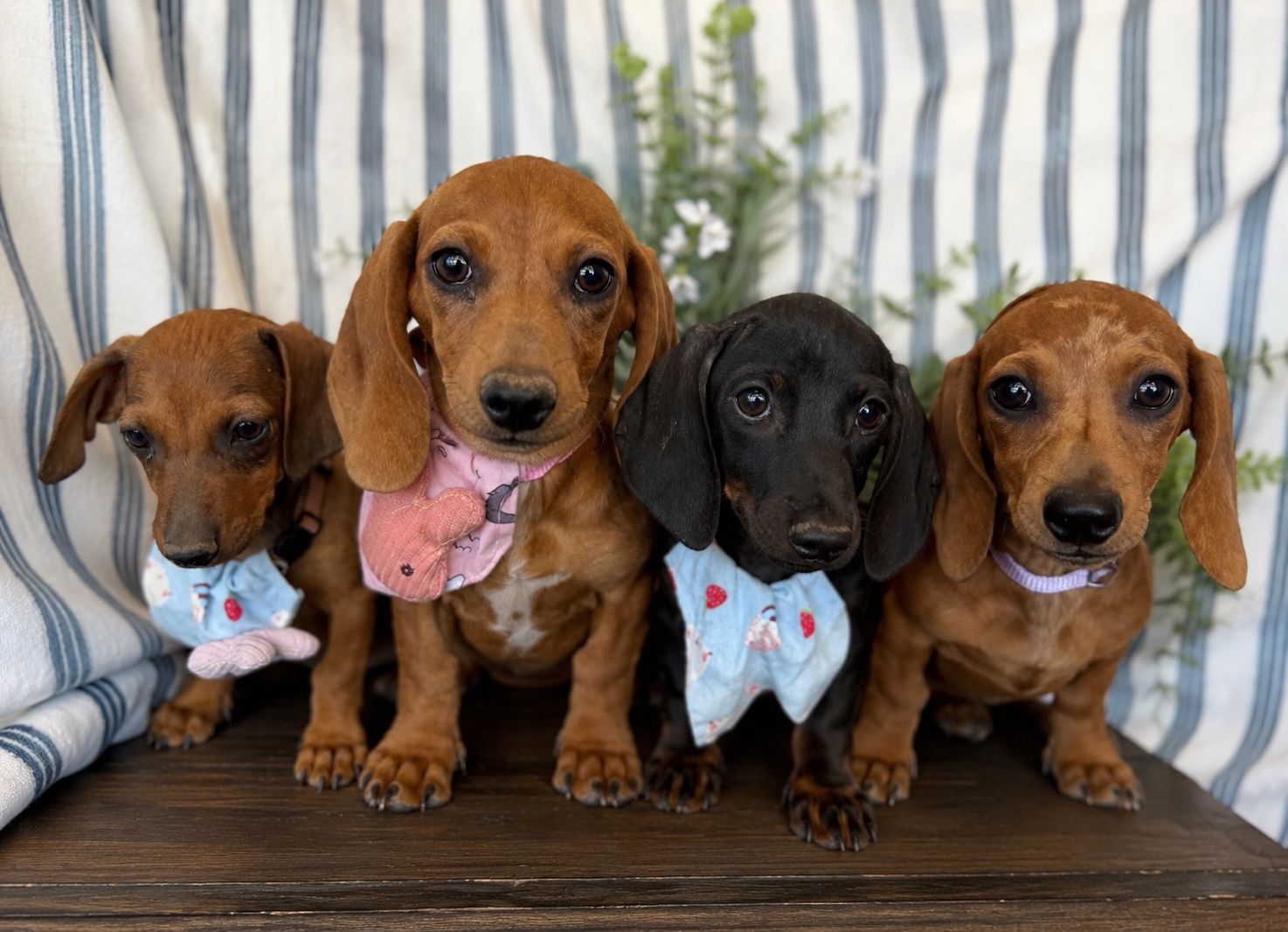 Mini Dachshund Puppies
