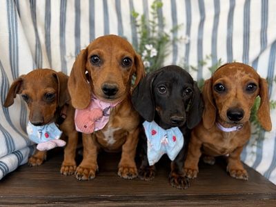 Mini Dachshund Puppies