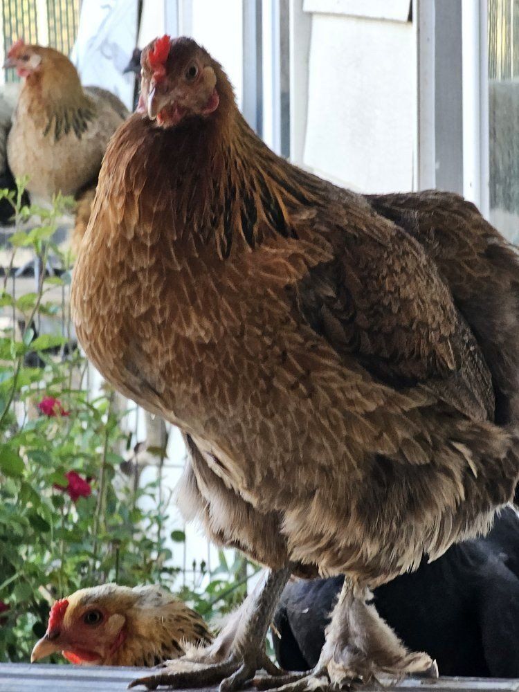 chickens for sale