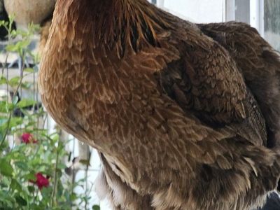 chickens for sale