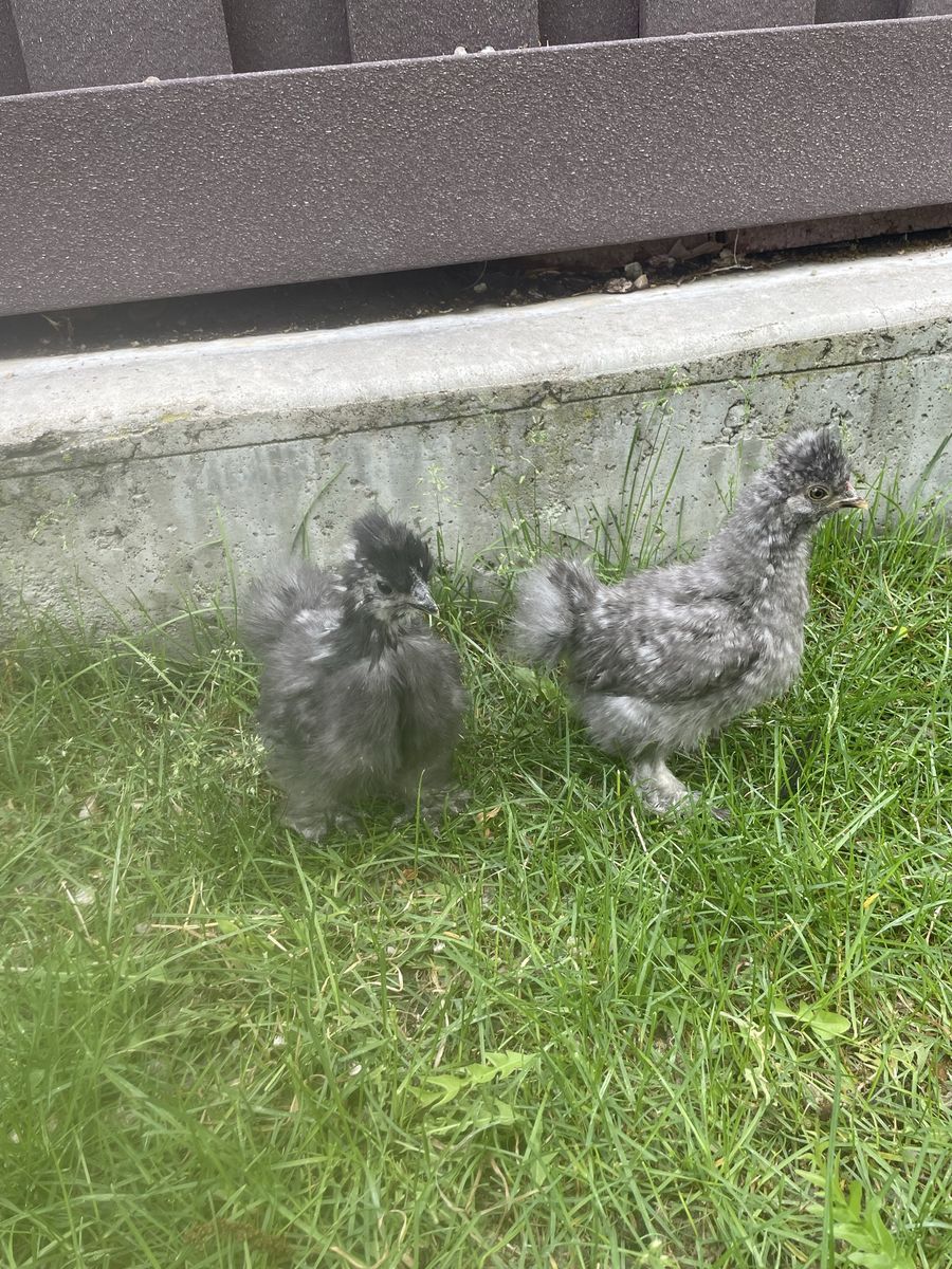 7 week old silkie chicks