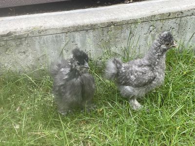 7 week old silkie chicks