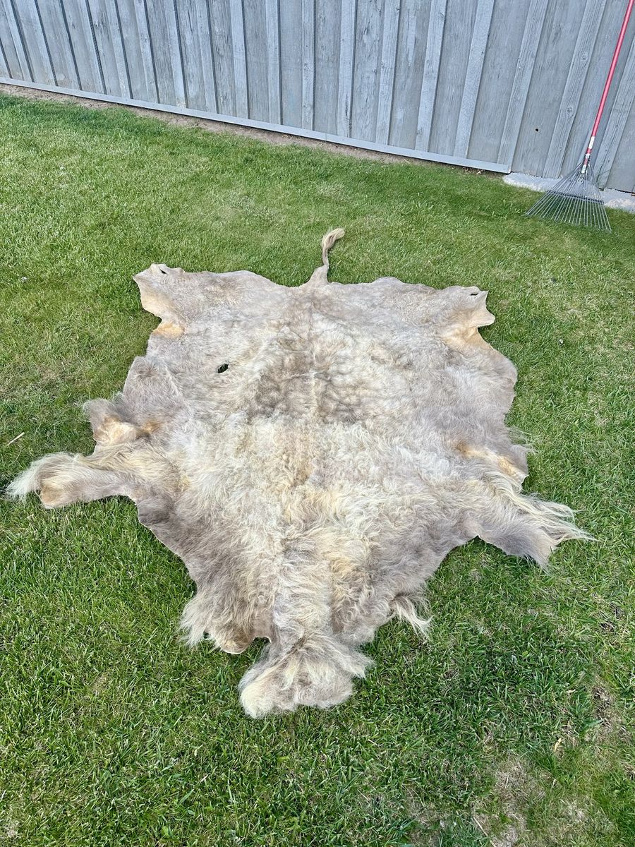 Two Buffalo hides