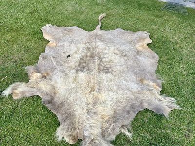 Two Buffalo hides