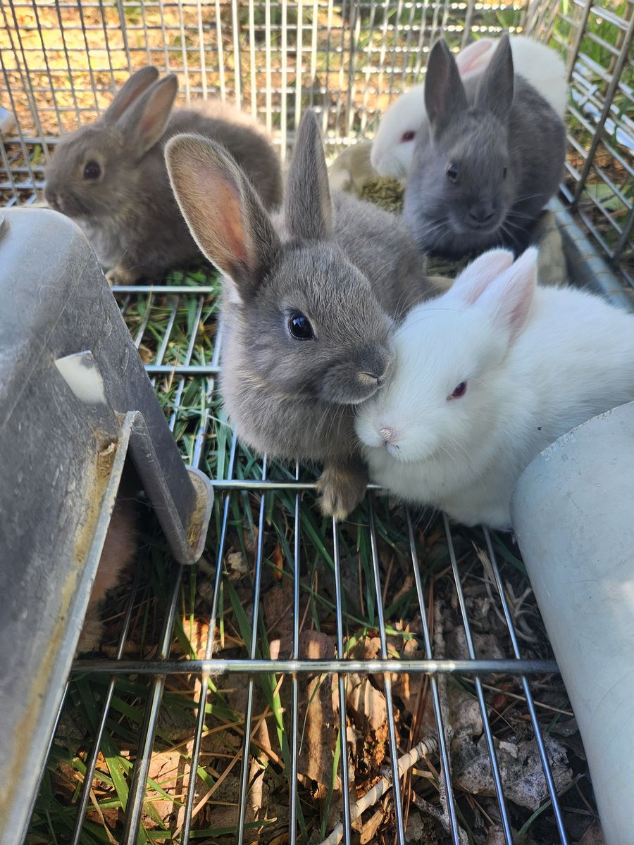 Baby Bunnies