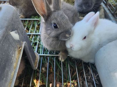 Baby Bunnies