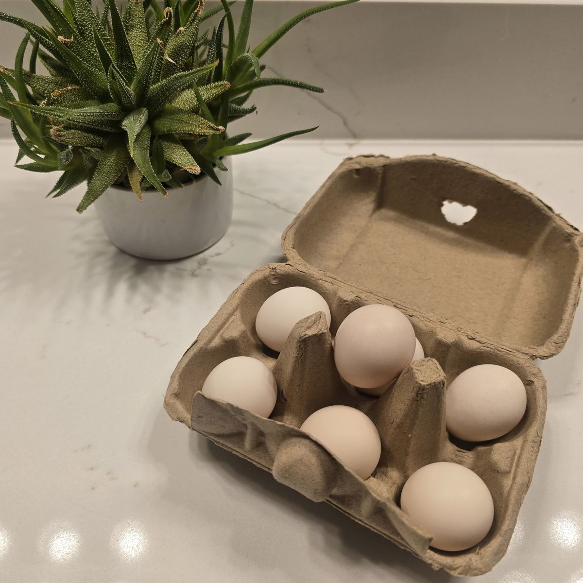 Kikiriki Hatching Eggs