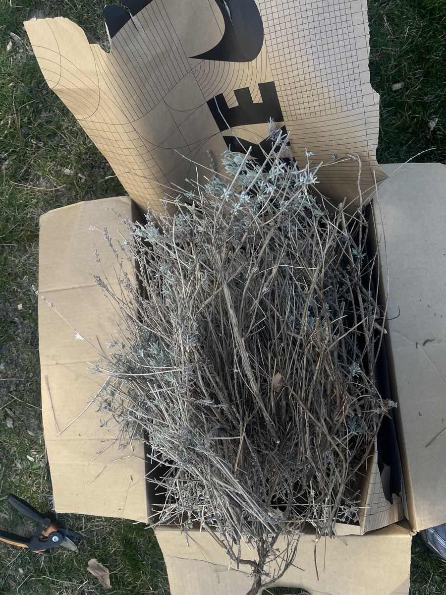 Lavender Clippings - Small Box Full.