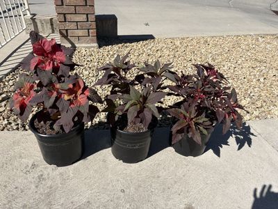 Joseph’s Coat Amaranth Ornamental Plants